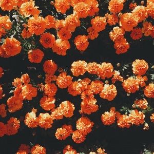 Meet your Posher, Destini